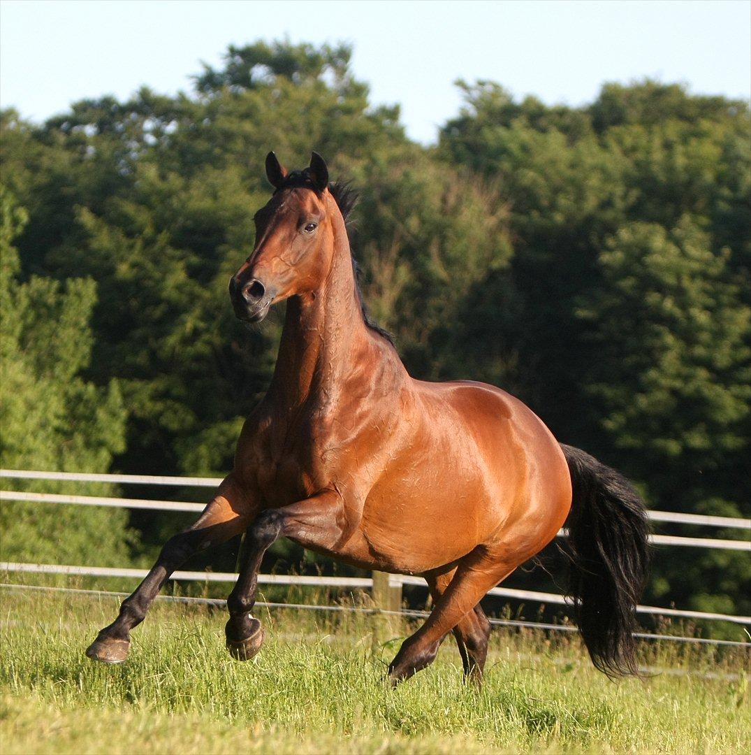 Sommer og sol billede 6