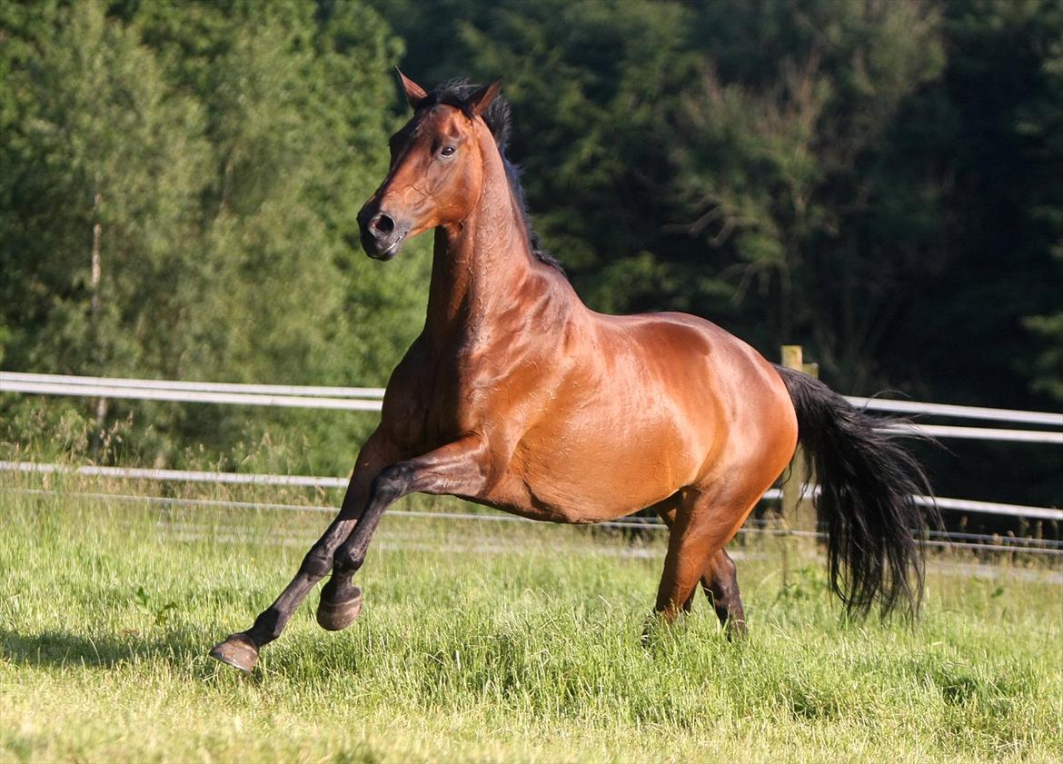 Sommer og sol billede 7