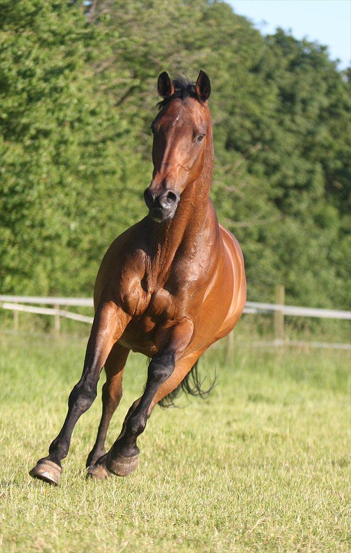 Sommer og sol billede 8