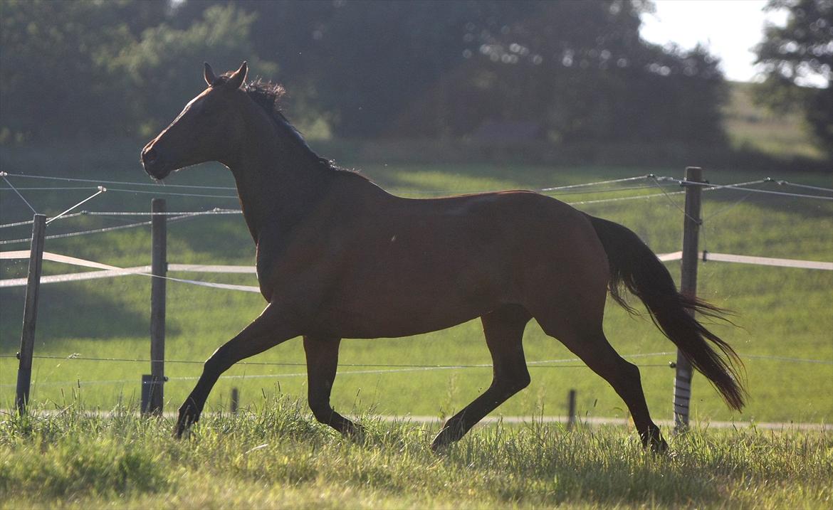 Sommer og sol billede 9