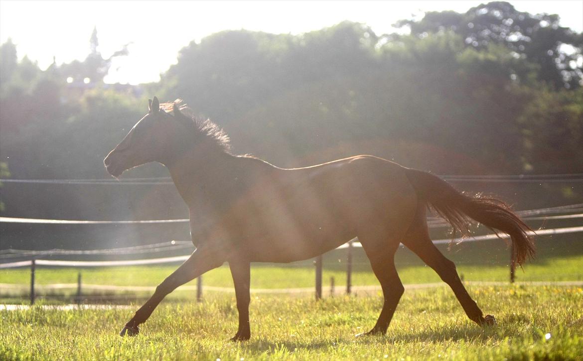 Sommer og sol billede 10