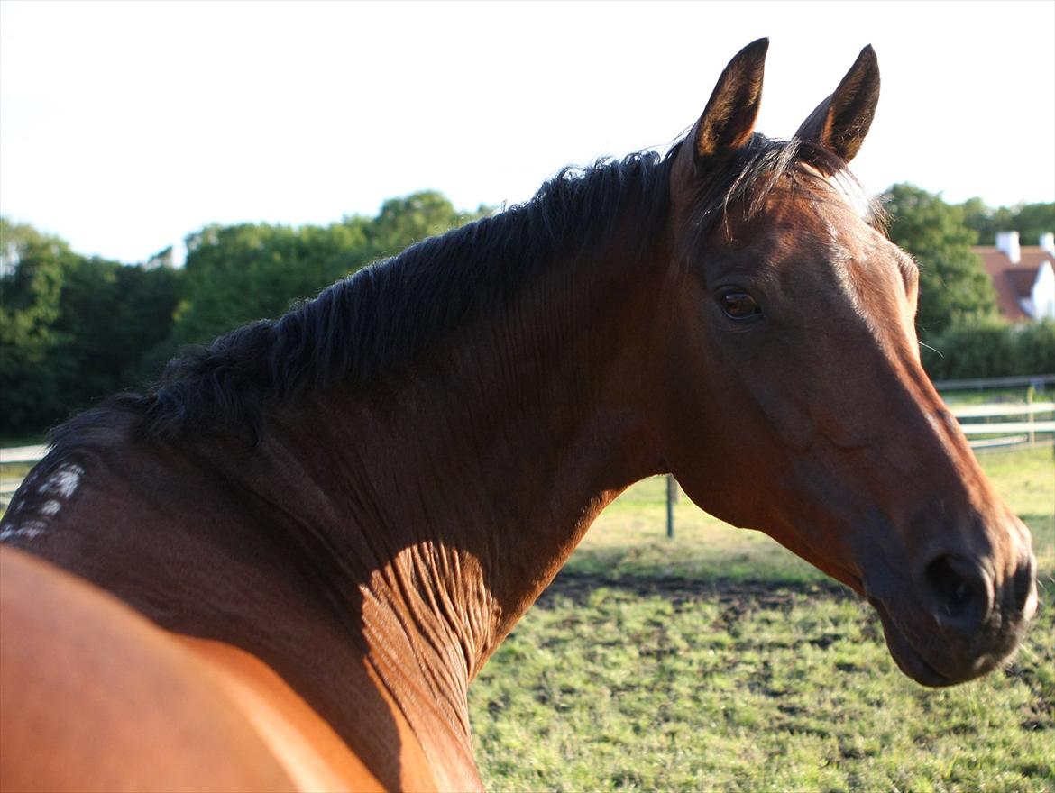 Sommer og sol billede 12