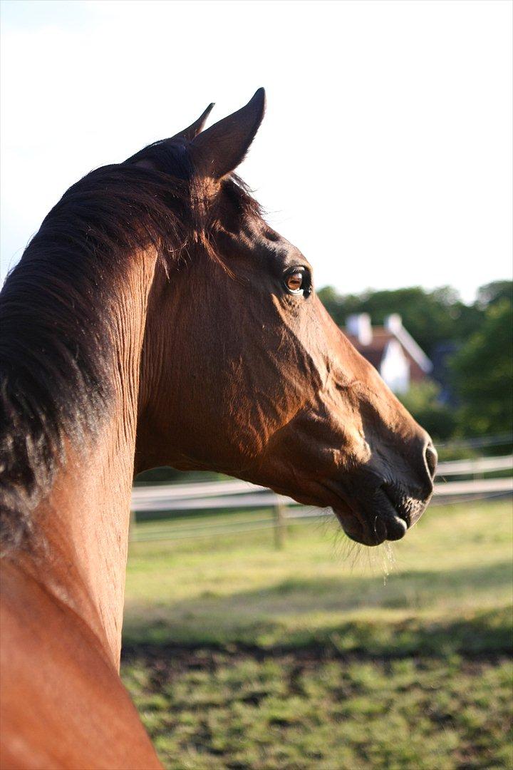Sommer og sol billede 13