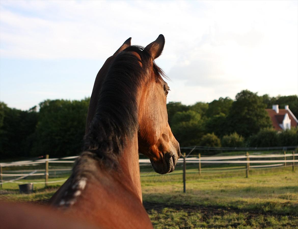 Sommer og sol billede 14