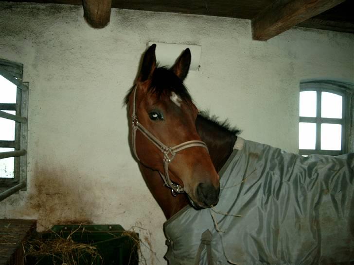 Diverse billeder af forskellige heste :P - Cindy et par dage efter jeg havde fået hende billede 1