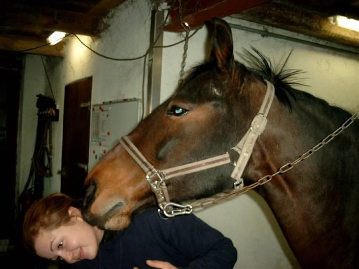 Diverse billeder af forskellige heste :P - Min lille mus =) billede 2