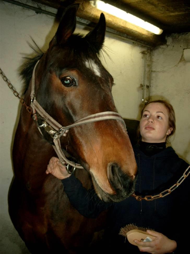 Diverse billeder af forskellige heste :P billede 3