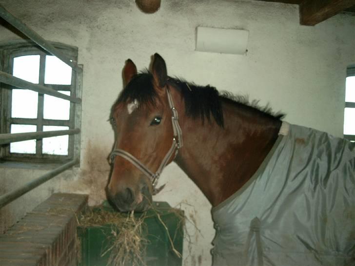 Diverse billeder af forskellige heste :P billede 4