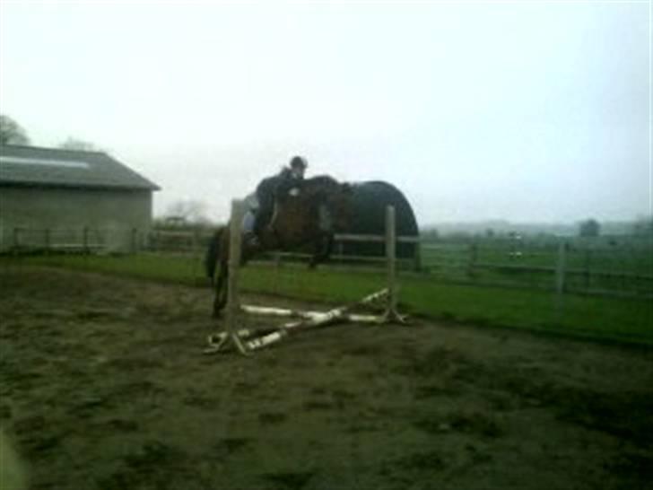 Diverse billeder af forskellige heste :P - Vores aller første hop billede 5