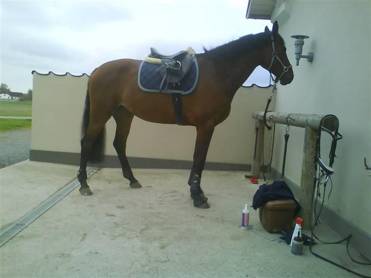 Diverse billeder af forskellige heste :P - Den smukke spring hest med udstyr fra top til tå-- billede 6