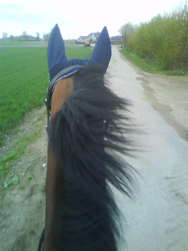 Diverse billeder af forskellige heste :P - Første gang med hut... hihi billede 7