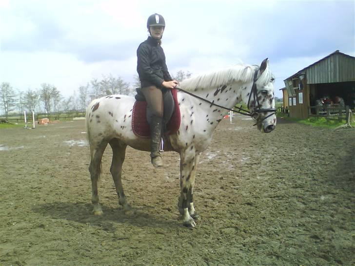 Diverse billeder af forskellige heste :P billede 8