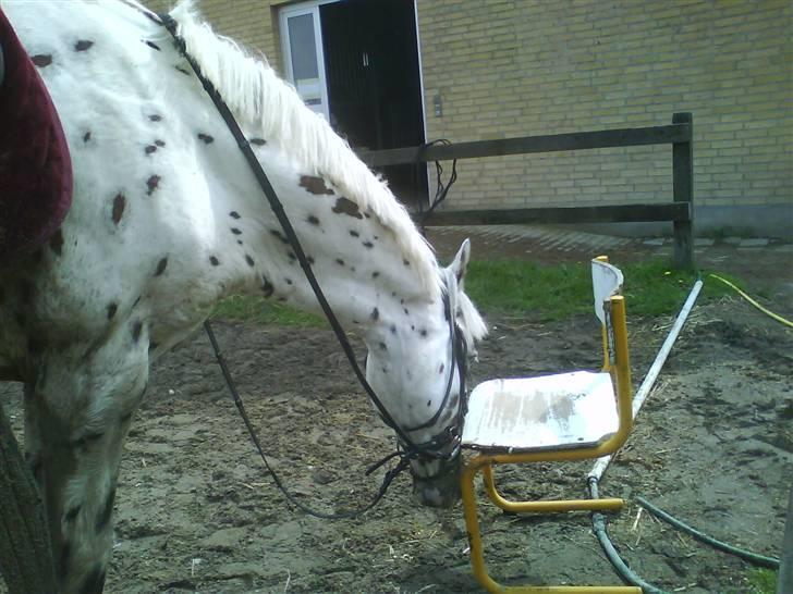 Diverse billeder af forskellige heste :P billede 9