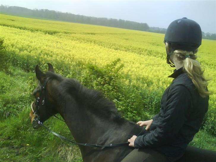 Diverse billeder af forskellige heste :P - Kaja skridter tur på Scarlett billede 12