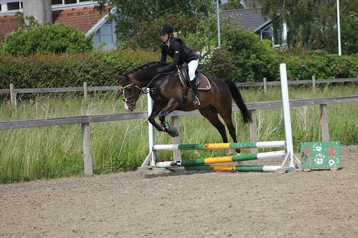 Stævner<3 - Klubmesterskab på B-R-F d.23 juni 2012. Springer 50cm billede 25