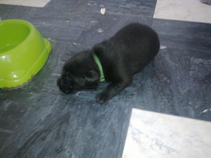 {{currentPhoto.altText}} billede {{currentPhoto.number}}