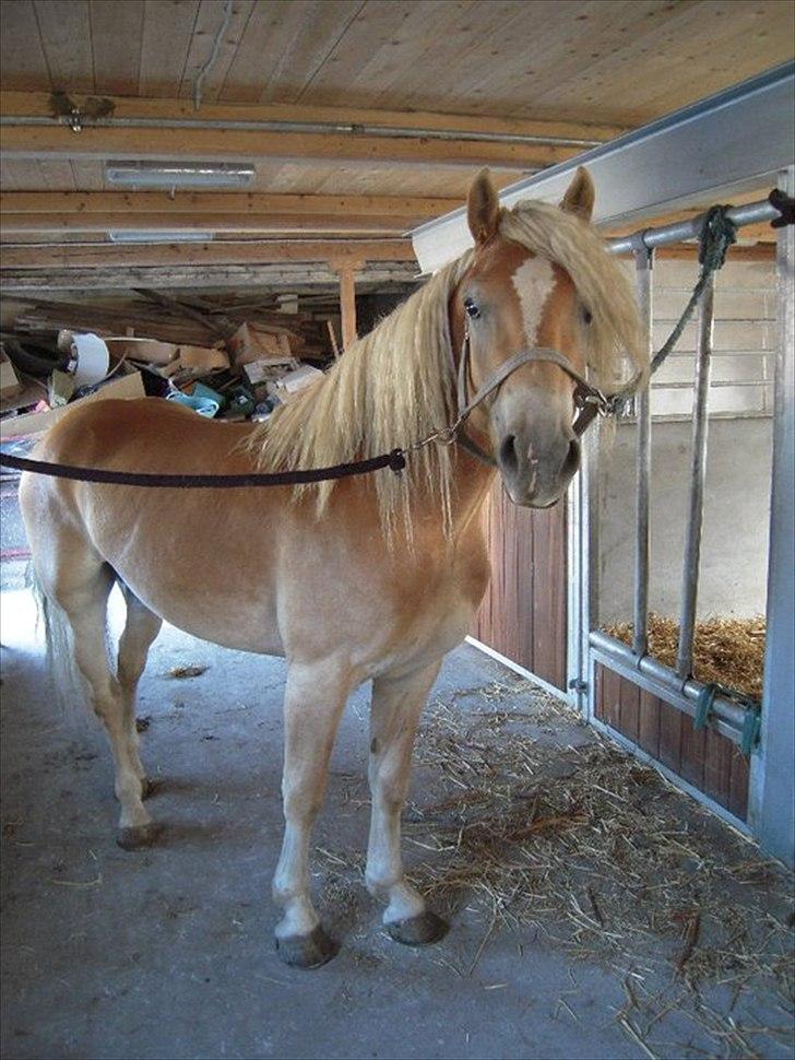 Alle heste jeg har redet i mit liv. <3 - New Zealand
Haflinger
Den her dreng er noget for sig.
En 3års vallak (på daværende tidspunkt) som jeg lånte af en dame ved navn Sigrid som ejer VOSK - Vordingborg Sportsrideklub - og jeg red mest skovture på ham. han var ung og løb lidt med mig, men jeg red ham også i ridehus. han var skøn. Elskede en dejlig galop i skoven
Nu er det længe siden jeg har set ham, men jeg ved at han bliver brugt på VOSK i rideterapi for handicappede og går forrest på ture, da han jo er en modig dreng. billede 10