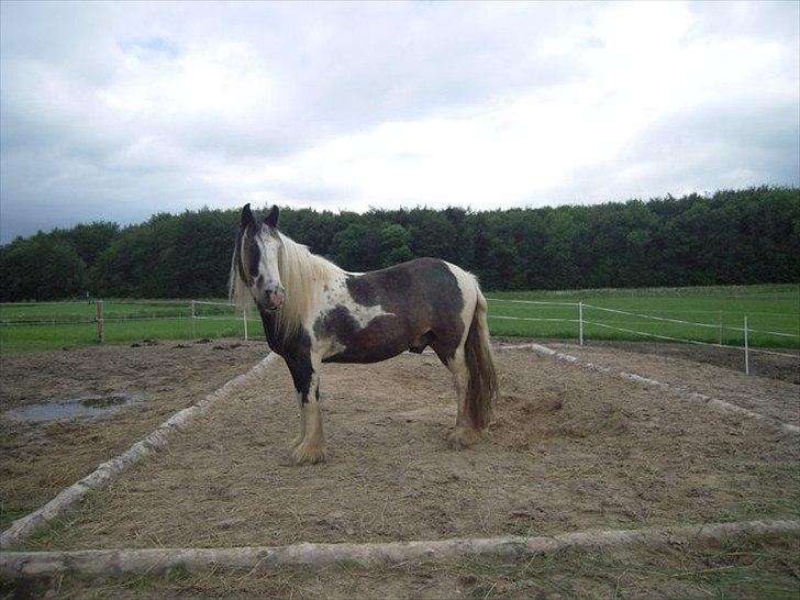 Alle heste jeg har redet i mit liv. <3 - Shadow
Irish Cob
Her er en perle. Shadow er en dejlig vallak som jeg mødte der hvor Rex, Lukas og Joejoe står. Han var 5 år da jeg red ham lidt, så jeg trænede ham i galop og han blev redet meget uden sadel og i kapsun. Han blev redet af min lillesøster, men jeg gallopperede ham, da min søster ikke var sikker, fordi han var så ung og snublede let.
Nu står han i tappernøje med en masse søde krikker og hygger sig - Skøn skovturshest. billede 9