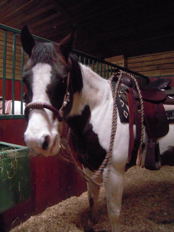 Alle heste jeg har redet i mit liv. <3 - Bounty Paint Dejlige Bounty. Jeg kan huske første gang jeg mødte hende. I den flotte stald på svinø hos "Claus og Jane" De havde aldrig mødt mig før og det første Claus siger til mig er "du skal da ride Bounty" jeg kiggede på hende og hun stak mulen frem. Claus fortalte at Bounty kan ikke lide særlig mange mennesker og er meget sky, men vi klingede lige præcis. Jeg red hende så i ridehus og meget på tur med Sigrid som red enten hendes Hingst(palomino) eller New Zealand som kan ses i det her album. Hun er en dejlig hoppe som så lige har fået en sødt rødt føl med palominohingsten.. Hvad er chancen :)! Savner hende, hun står enten på VOSK - Vordingborg sportsrideklub eller på Svinø. opdatering 2016. Min søster købte bounty for år tilbage og endte også med at købe føllet. han er idag 4 og de bor begge i Norge hos min søster.  billede 2