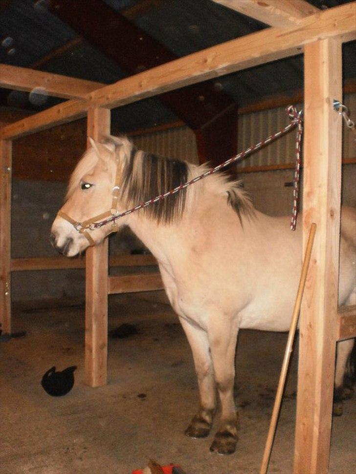 Alle heste jeg har redet i mit liv. <3 - Lokke
Fjordhest
Her er en stor fyr. Lokke er en stor fjordhest som bruges til ride terapi for handicappede på VOSK - Vordingborg sportsrideklub -  og han er en rigtig bandit. Han løber tit i ridehuset (med ryttere) men han er rigtig sød når det er de handicappede. Jeg ved ikke meget om ham, men jeg red ham kun i ridehus, da jeg tog en anden fra skolen til tur. billede 11