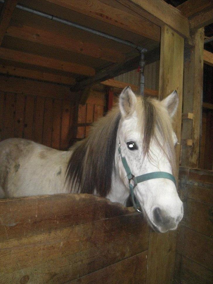 Alle heste jeg har redet i mit liv. <3 - Cæcar
Ponyblanding
Det her er cæsar som jeg red da jeg var meget lille på Kasernens Ridecenter. Jeg red ham ikke særlig meget, da han var lille og jeg voksede lynhurtigt. Han var en skrap lille pony, og han blev så senere, ligesom alle de andre ponyer og heste, solgt da skolen lukkede. Han står nu i Bistrup hos en gammel veninde kaldet Malou Ek Bronke, hvor hendes halvlillesøster Ida Larsen rider ham. Han er gammel så ved ikke hvor længe han holder endnu, men han lever. :) billede 15