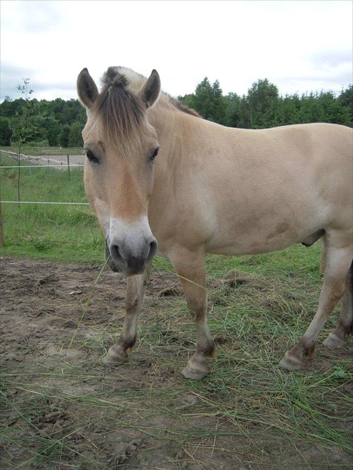 Alle heste jeg har redet i mit liv. <3 - Joejoe
Fjordhest
Her ser i Joejoe en sød stor men sporty model af fjordhesten. Han var ca. 5 da jeg red ham og ham mødte jeg i Tappernøje hvor jeg red nogle andre heste og ejeren købte ham så hjem. Jeg trænede ham i galop, da han absolut ingen balance havde. jeg fik undervisning på ham da Rex, ham jeg red før, var syg. Jeg trænede hans galop op og han blev fin, men så havde jeg ikke længere mulighed for at besøge ham så ofte, så nu kommer jeg en sjælden gang og nusser. Jeg red engang galop uden undervisning hvor ejer og en veninde kiggede på og da han skulle på venstre volte mellem A og F så satte han det venstre ben lidt for langt frem i galloppen og ville så dreje, mistede balancen og lavede en kolbøtte. Jeg sprang over halsen og ud til siden og vi kom begge på benene, Det var så den eneste gang jeg røg af ham, og det var jo fint, så lærte jeg lidt der :) Jeg skulle nok have støttet ham mere eller have sat i galop på langsiden. Nu står han og hygger sig i tappernøje sammen med de andre krikker. billede 16