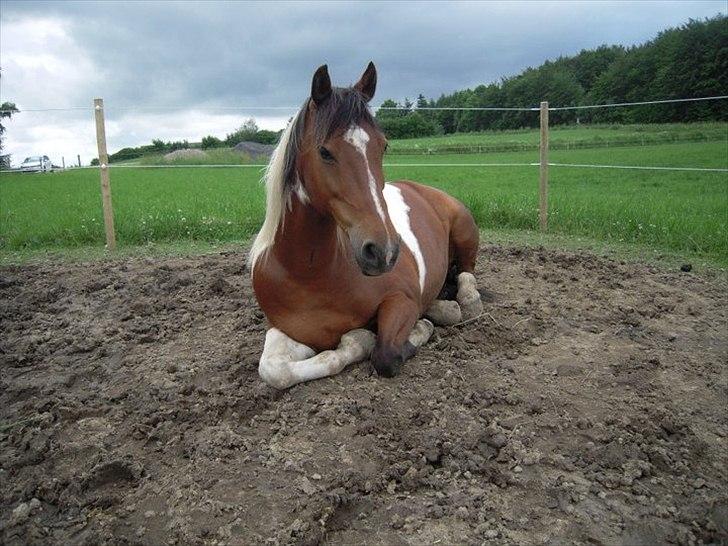 Alle heste jeg har redet i mit liv. <3 - Lukas
Pinto
Her er en sød, men speciel dreng.
Jeg mødte ham som på Svinø for første gang, men kendte ikke til ham som andet end en sur vallak som altid bed den hest jeg red. Da hestene rykkede til Tappernøje begynde jeg at ride ham og han var noget speciel. Når man lagde sadel på eller striglede bed han og lagde ørerne helt tilbage men når han så havde fået trense eller bidløs trense på så var han en engel. han holdt meget af spring og ridning uden sadel bidløst og for lange tøjler. jeg red en form for "western" på ham, da han så blev dejlig afslappet og rolig. Han lever stadig i bedste velgående i tappernøje, og i baggrunden på billedet er så landevejen mellem Tappernøje og Rønnede. :) billede 17