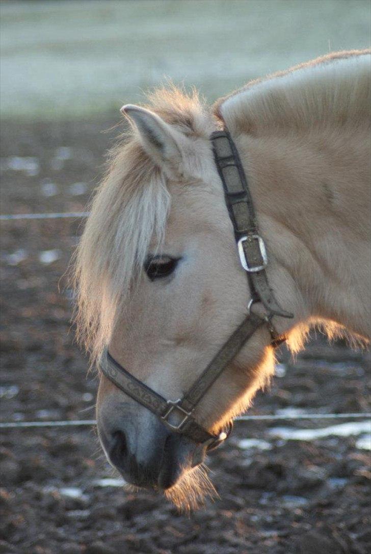 Alle heste jeg har redet i mit liv. <3 - Manja
Fjordhest
Denne hoppe er en veninde fra efterskolen som hedder Embla, hun har solgt den nu. Den var en være banditinde som løb igennem lågen når man åbnede for at tage en hest ud og hun elskede at springe. Jeg red hende kun lige en gang for sjov på en dag hvor alle tog deres heste ud og så kom forældre og gæster og prøvede at sidde på en hest. Hun er sød og ved ikke hvor hun er nu. billede 18