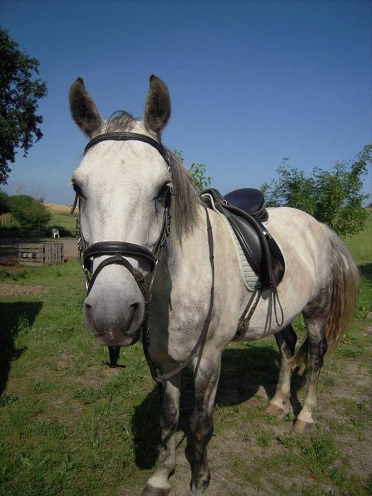 Alle heste jeg har redet i mit liv. <3 - Sebastian Holmegaard
Connemara
Her er en sød pony. Eller han er jo over ponymål, men han er nu en pony for mig.
Jeg mødte ham da jeg flyttede til møn og en dame som boede på min vej havde ham stående uden at ride ham. Det var lidt en skam så jeg lånte ham af og til, vi kom også på rideferie sammen til møns klint i 4 dage, som skulle have været en uge, men blev afblæst pga voldsom regn. Vi red ud til klinten fra vestmøn til østmøn på 2 dage og så morgenen efter ankomst stod det ned i stænger, jeg nåede lige at ride en tur på en broget hoppe og en pige, hvis pinto var halt nu lånte sebastian. Jeg rider ham nogengange, men hans ejer er Malene Madsen, som er en skøn pige, som jeg pudsigt nok skulle gå på efterskole med. Sebastian er en skøn pony som elsker spring og skærer tænder i dressuren.
Dejlig dreng. Står endnu på møn hos ejere og jeg bor ikke engang 1km fra ham.
http://www.hestegalleri.dk/gal_visbil.aspx?ID=90044 billede 19