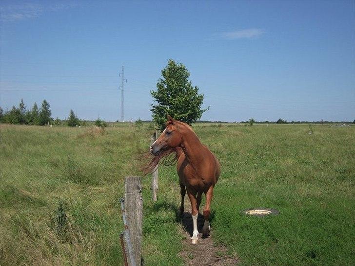 Alle heste jeg har redet i mit liv. <3 - Sundance
Araber
Det her er Sundance, en sød vallak på 21 (da jeg red ham)
Jeg red ham kun få gange og på tur, han var meget hidsig og varm og så troede han stadig at han var en hingst. hvis man så ham idag ville man gætte på han var 5. Der var intet at se på ham. Skøn hest.
Ejeren forærede ham til en dame som ville have ham gående som selvskabshest den sidste tid, da han ikke kunne have sko på, og sled sine hove voldsomt når han blev redet, så han går og nyder livet på en græsfold et sted i Danmark. billede 20