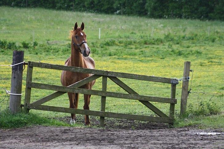 Alle heste jeg har redet i mit liv. <3 - Brøderups Buur
tror han er dansk varmblod eller noget.
Her er Brøderup Ungdomsskoles ældste hest (2012)
Han er godt oppe i 20érne og har levet hele sit liv på skolen. Han er en dejlig rolig vallak og så er han frisk på livet. han har været halt her i år, så han skal vist aflives i sommerferien. Han er en super springer og som John (ridelærer) siger "Han kender alle springbaner der findes" Han er en suveræn hest til nybegyndere og jeg red ham da min egen hest var syg. Han er en gammel rad og kan ikke klare meget, men en hest er en hest :)! Dejlige Buur (dette billede er fra linjefagsturen 2012) billede 28