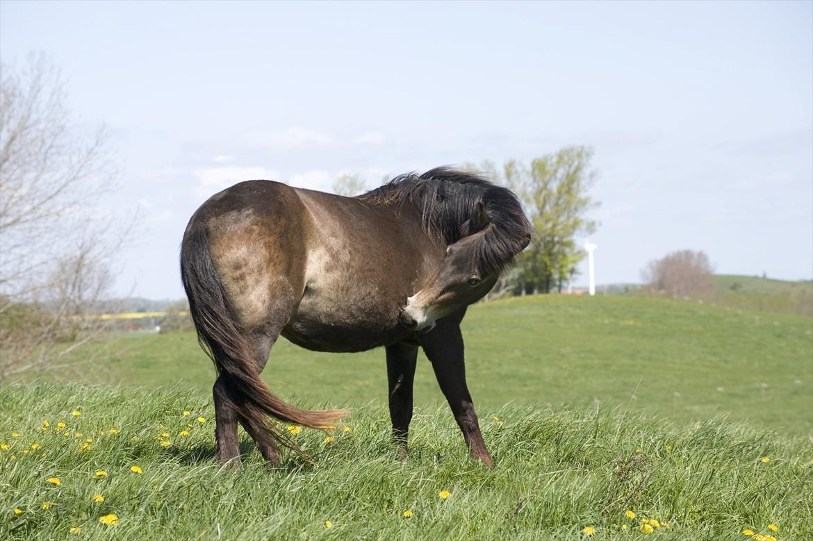 Vilde heste fra langeland billede 6