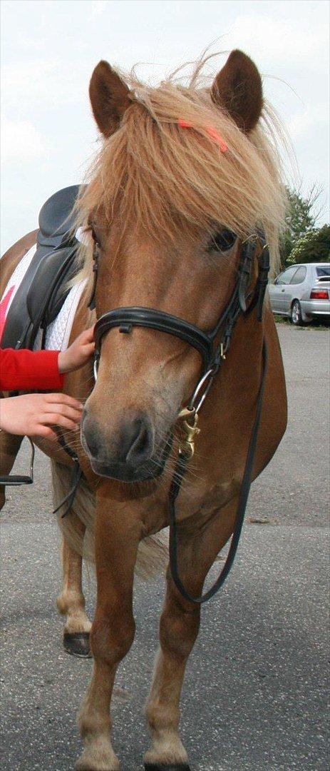 Alle heste jeg har redet i mit liv. <3 - Heiti
Islænder
Heiti er en 6årig(2012) gammel islændervallak som er godmodig og rar. En bekendt fra byen "Eng på 13år" ejer ham og jeg har kun prøvet ham et par gange på tur. Han er en sød islænder og kan meget i forhold til hans alder. 
Dejlig pony. billede 31