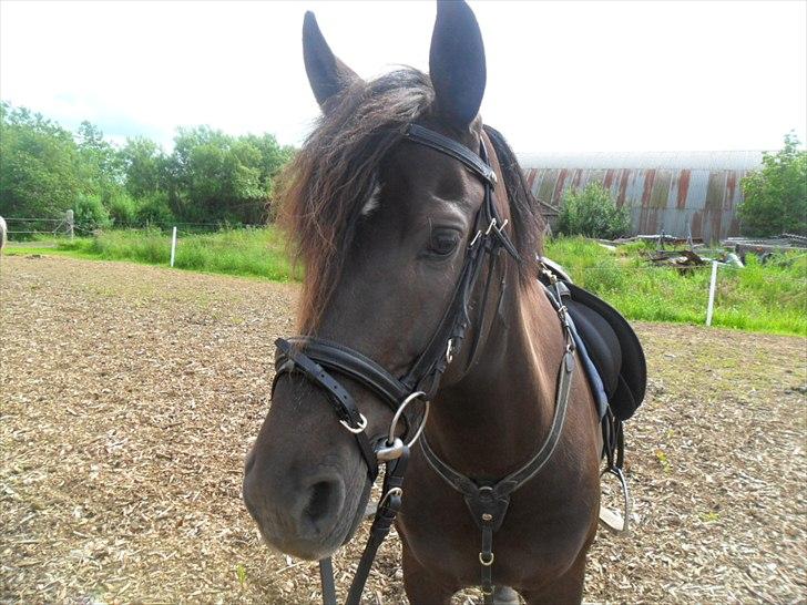 stutteri Galoply`s Marster (træning) billede 2