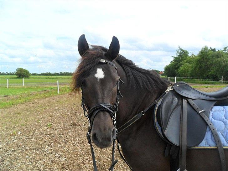 stutteri Galoply`s Marster (træning) billede 1