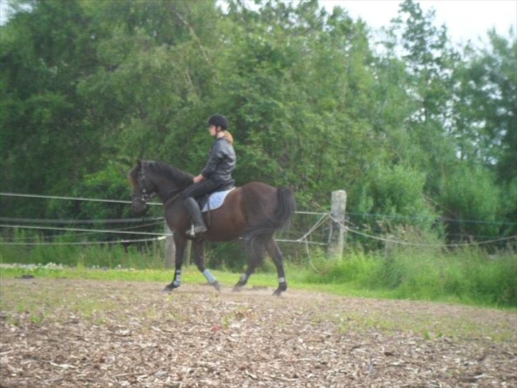 stutteri Galoply`s Marster (træning) billede 3