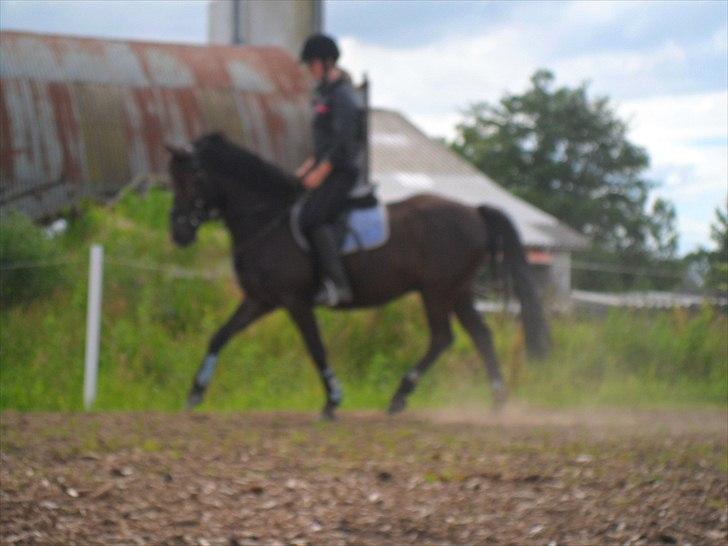 stutteri Galoply`s Marster (træning) billede 4