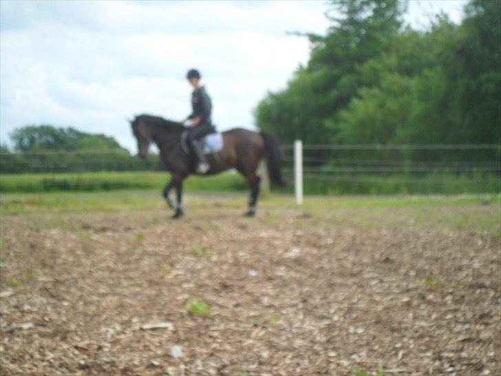 stutteri Galoply`s Marster (træning) billede 5