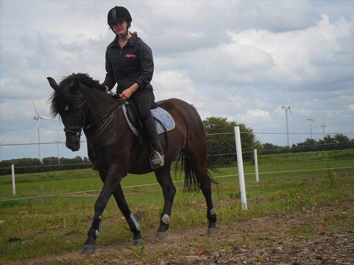 stutteri Galoply`s Marster (træning) billede 6