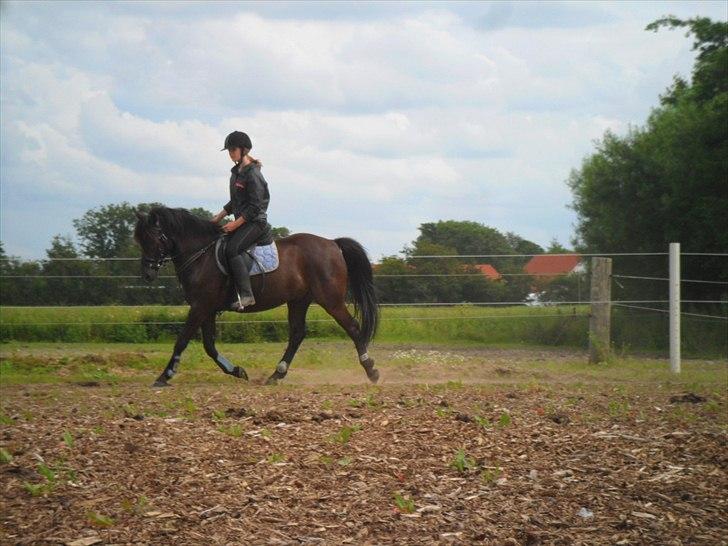 stutteri Galoply`s Marster (træning) billede 8