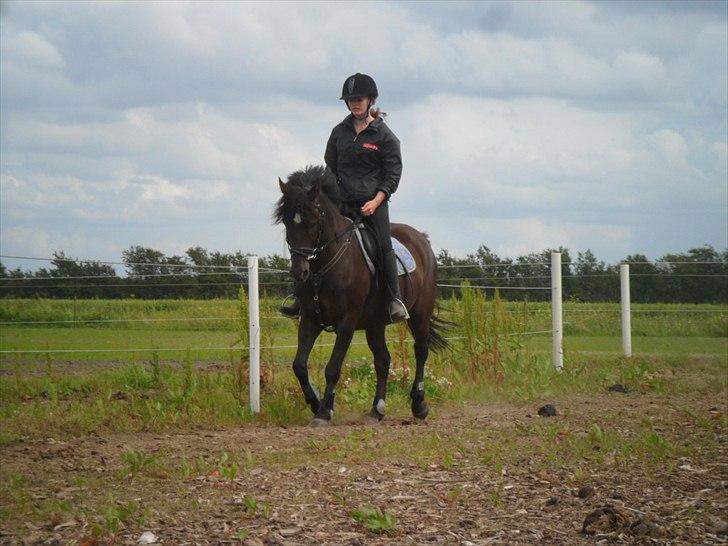 stutteri Galoply`s Marster (træning) billede 9