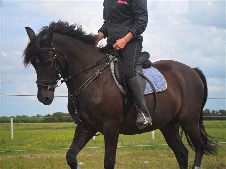 stutteri Galoply`s Marster (træning) billede 10