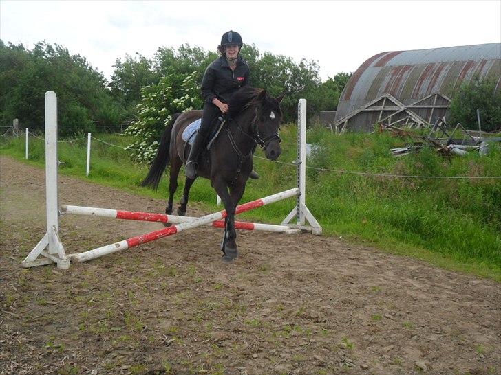 stutteri Galoply`s Marster (træning) billede 12