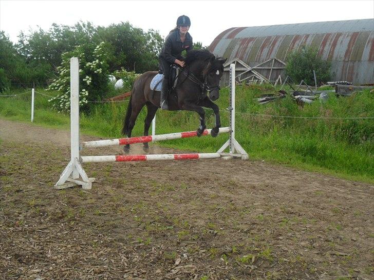 stutteri Galoply`s Marster (træning) billede 13