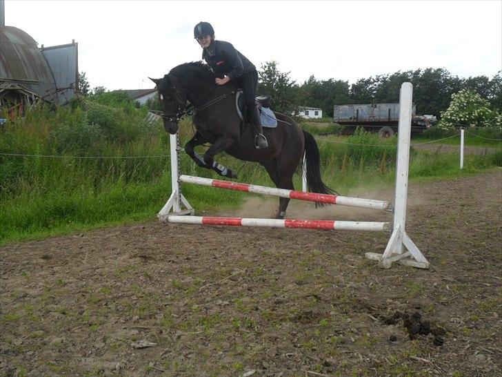 stutteri Galoply`s Marster (træning) billede 14