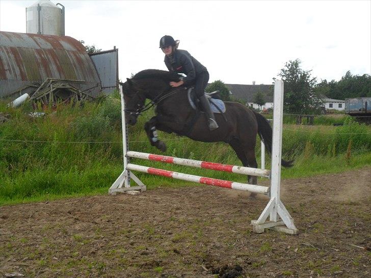 stutteri Galoply`s Marster (træning) billede 16