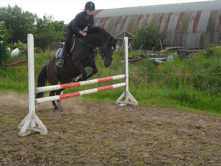 stutteri Galoply`s Marster (træning) billede 17