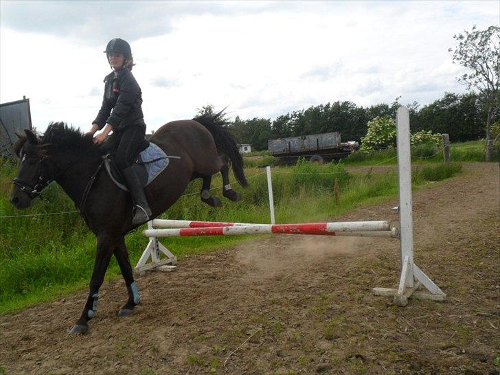 stutteri Galoply`s Marster (træning) billede 19