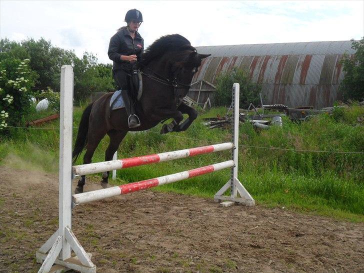 stutteri Galoply`s Marster (træning) billede 20