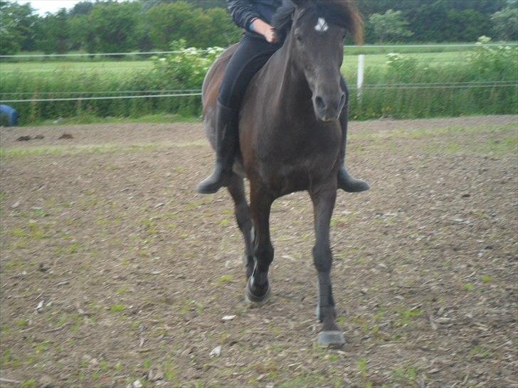 stutteri Galoply`s Marster (træning) billede 22